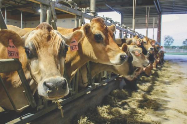The jersey girls of Twin Brook Dairy enjoy their evening supper of hay with line of cows at the feeder in an enclosed barn