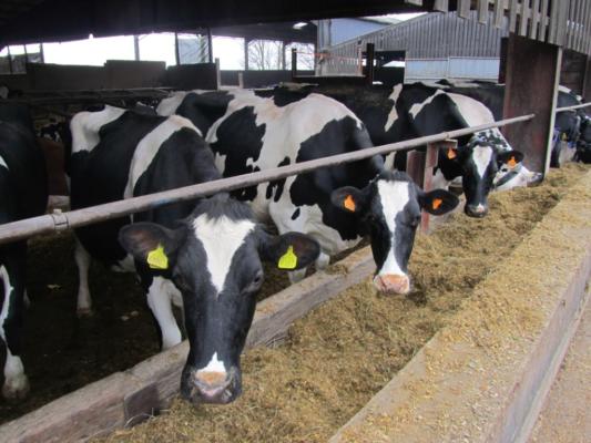 Cows-eating-1024x768